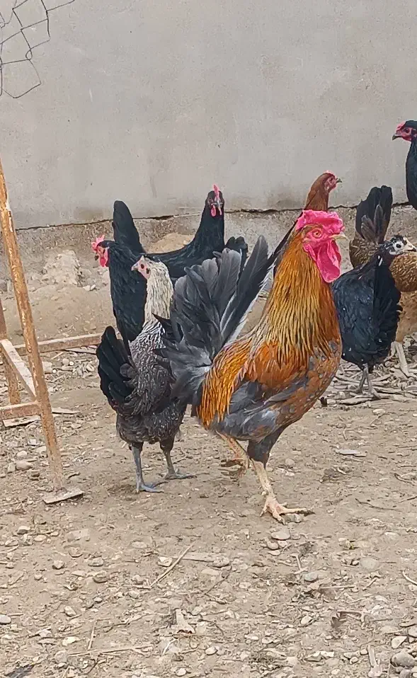 فروش تخم نطفه دار مرغ عربی|حیوانات مزرعه|اهواز, کیان اباد|دیوار