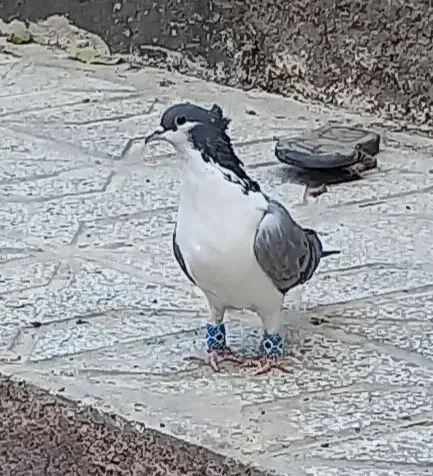 کفتر ساده ماده|پرنده|قائن, |دیوار