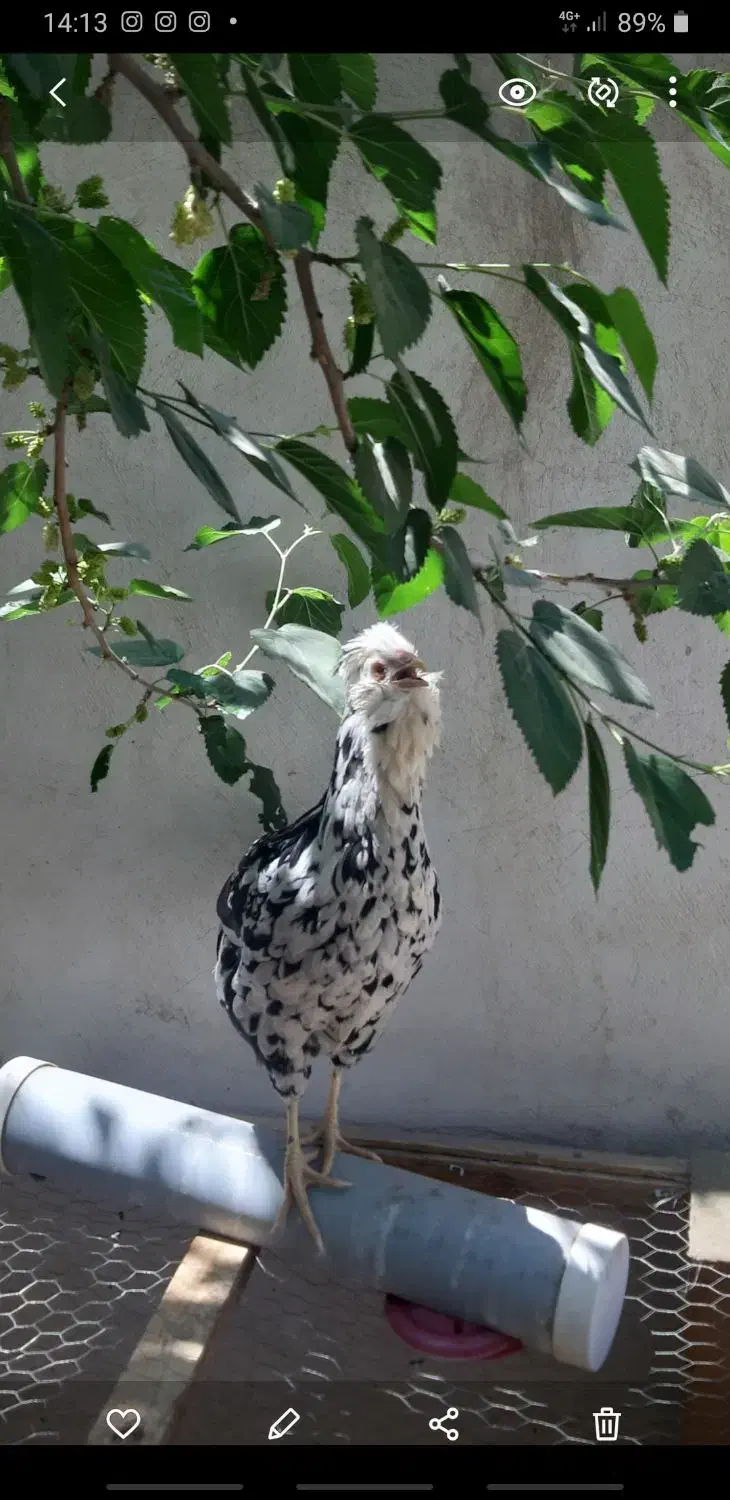 تخم مرغ و جوجه گلین ریشی چهل تاج فروشی|حیوانات مزرعه|سیرجان, |دیوار