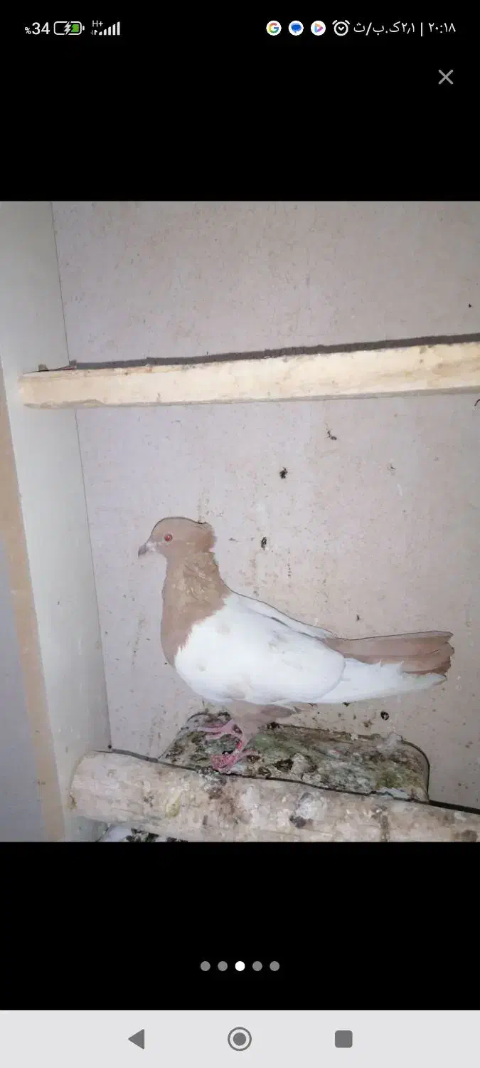 دمه سیاه و سینه زرد|پرنده|یزد, |دیوار