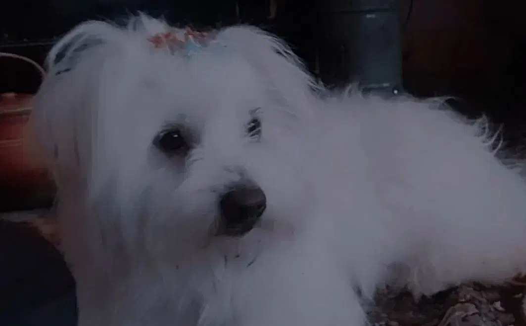 سگ پاکوتا|سگ|شیروان (خراسان), |دیوار