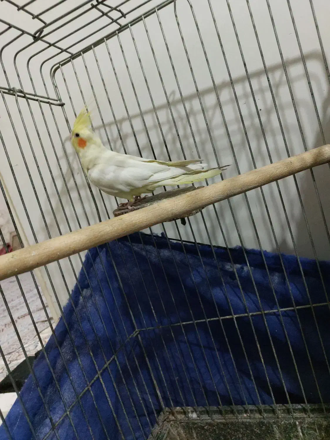 عروس هلندی|پرنده|محمدیه-قزوین, |دیوار