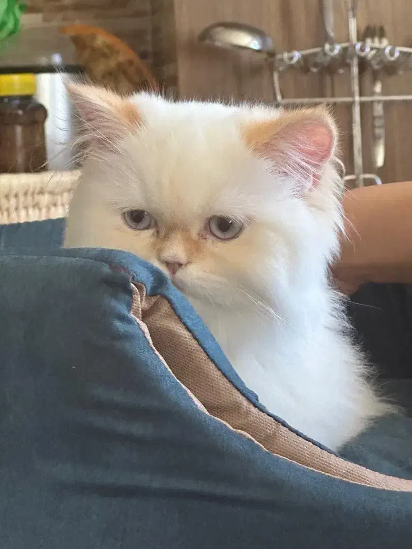 گربه هیمالین اصیل|گربه|کرمان, |دیوار