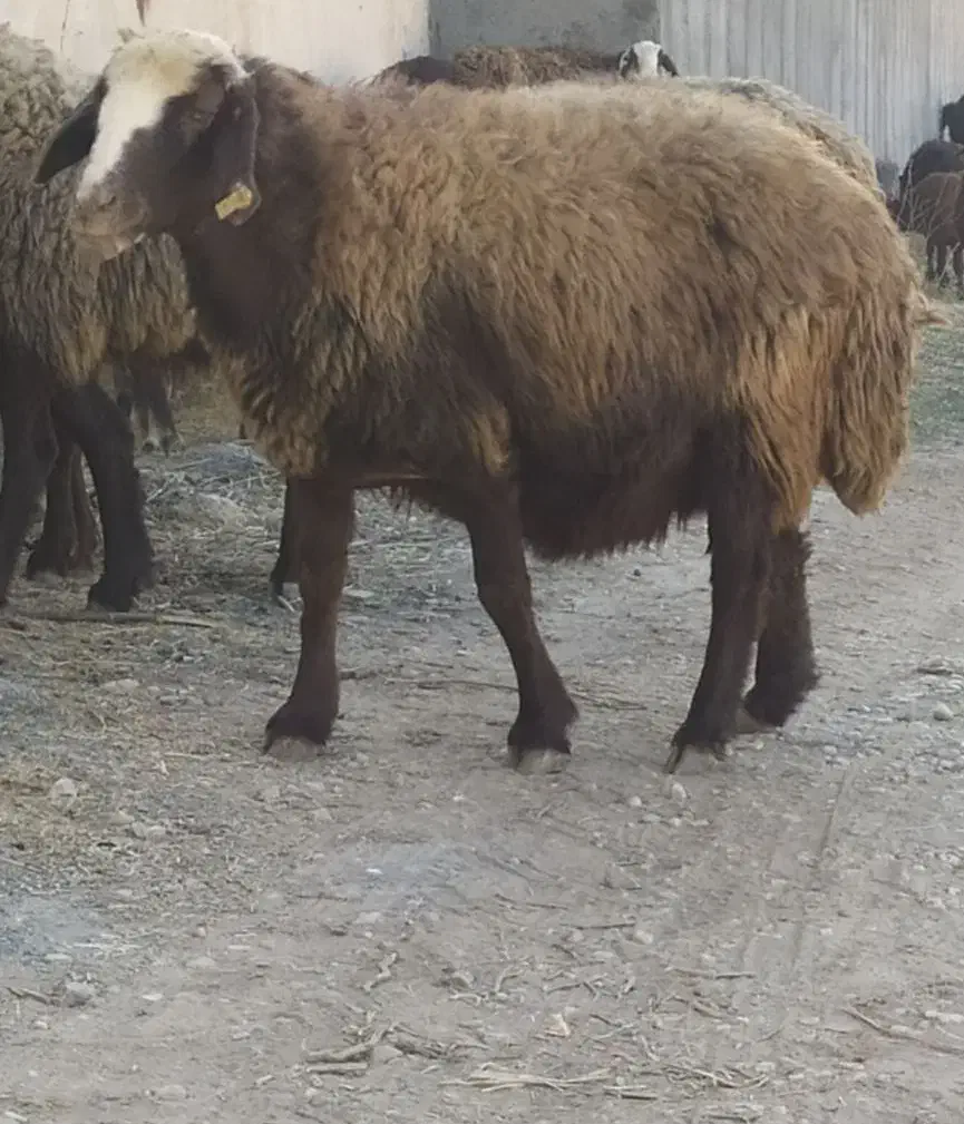 میش.بره.شیشک|حیوانات مزرعه|بوئین و میاندشت, |دیوار