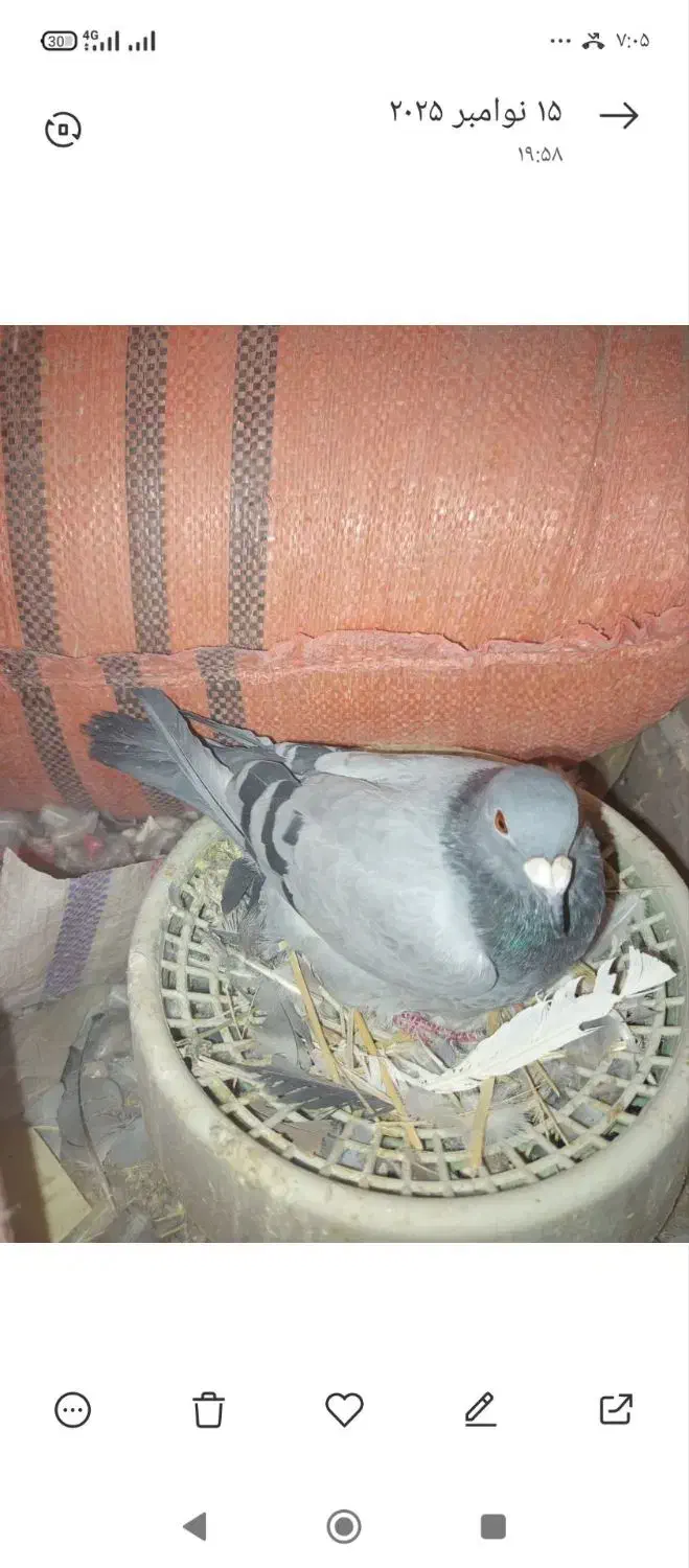 سبز مسافتی خورس لاری|پرنده|زاوه, |دیوار