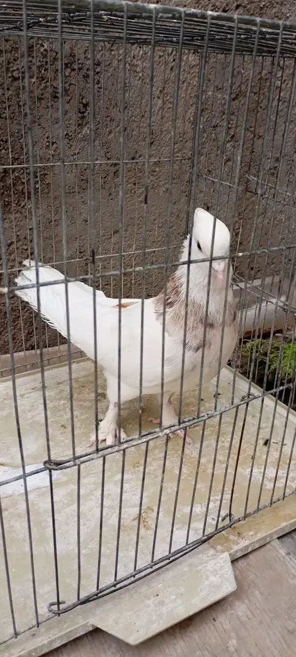 طوقی نر|پرنده|قم, هفت تیر|دیوار