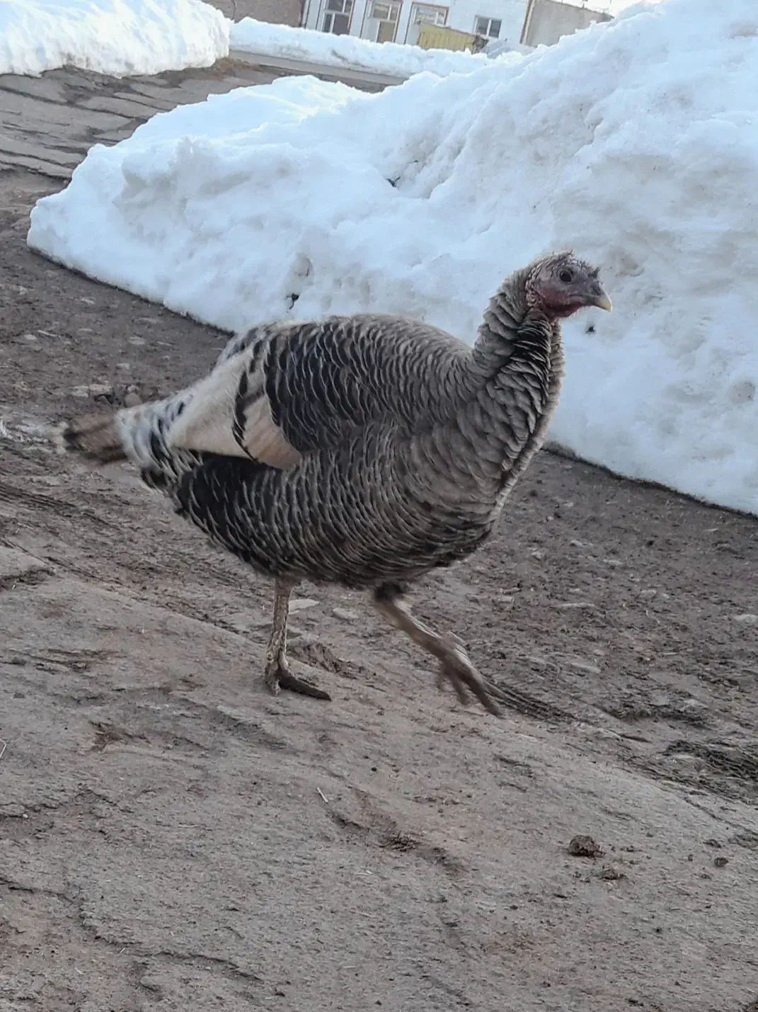 بوقلمون طبیعی ماده|حیوانات مزرعه|اردبیل, |دیوار