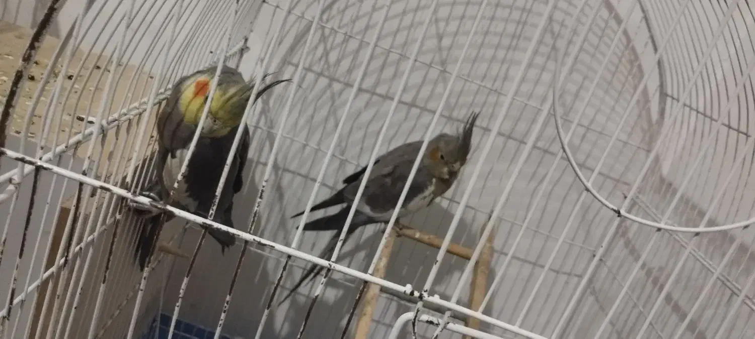 عروس هلندی مولد رو تخم کفتر قناری طوطی|پرنده|کرج, کلاک پایین|دیوار