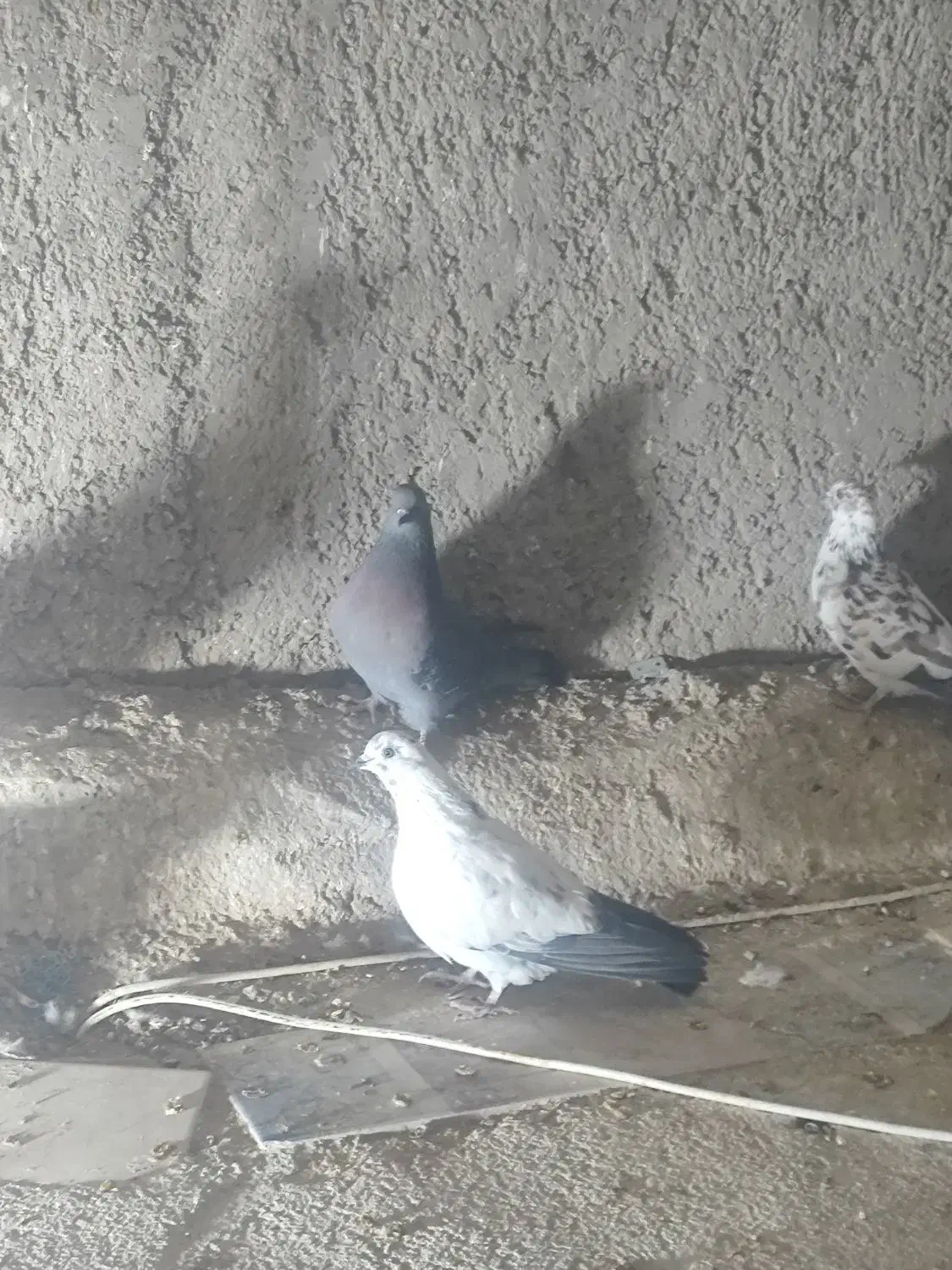 کبوتر|پرنده|سمنان, |دیوار