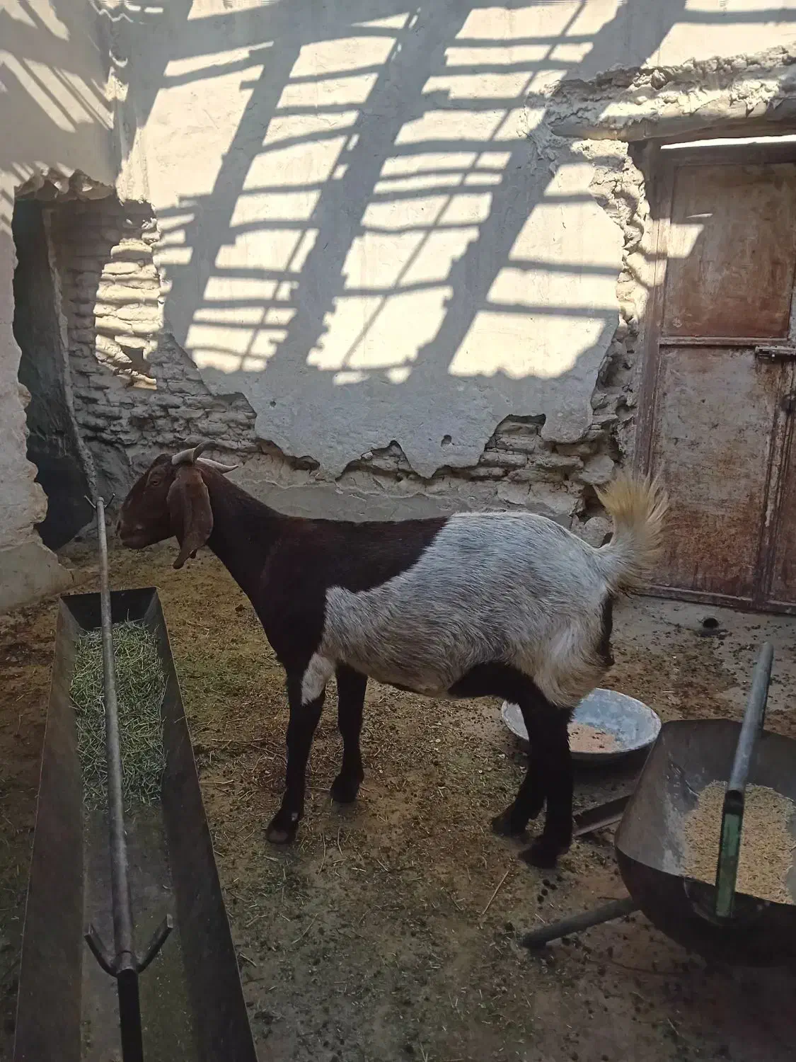 بز داشتی وگوشتی|حیوانات مزرعه|صحرای باغ, |دیوار