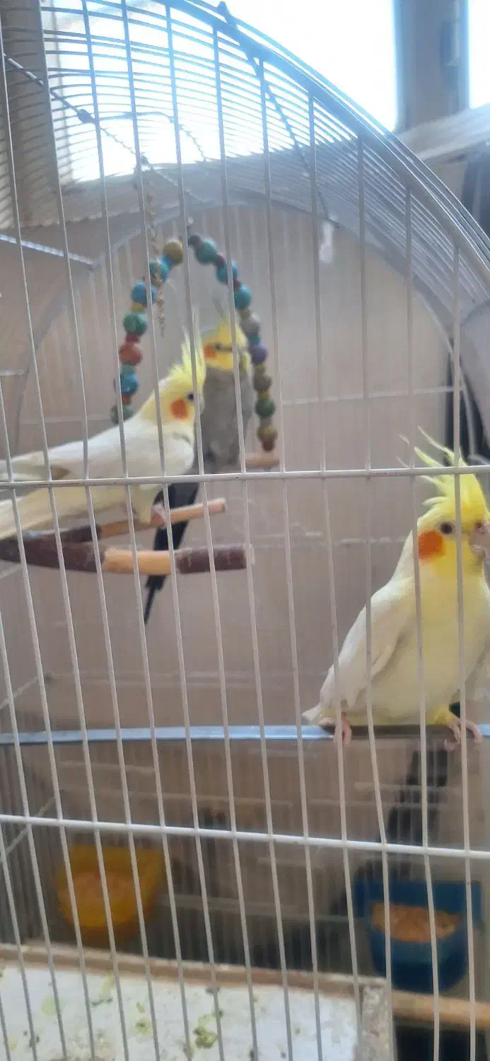 عروس هلندی ۲تانر یدونه ماده .چند کلمه حرف میزنن|پرنده|بروجرد, |دیوار