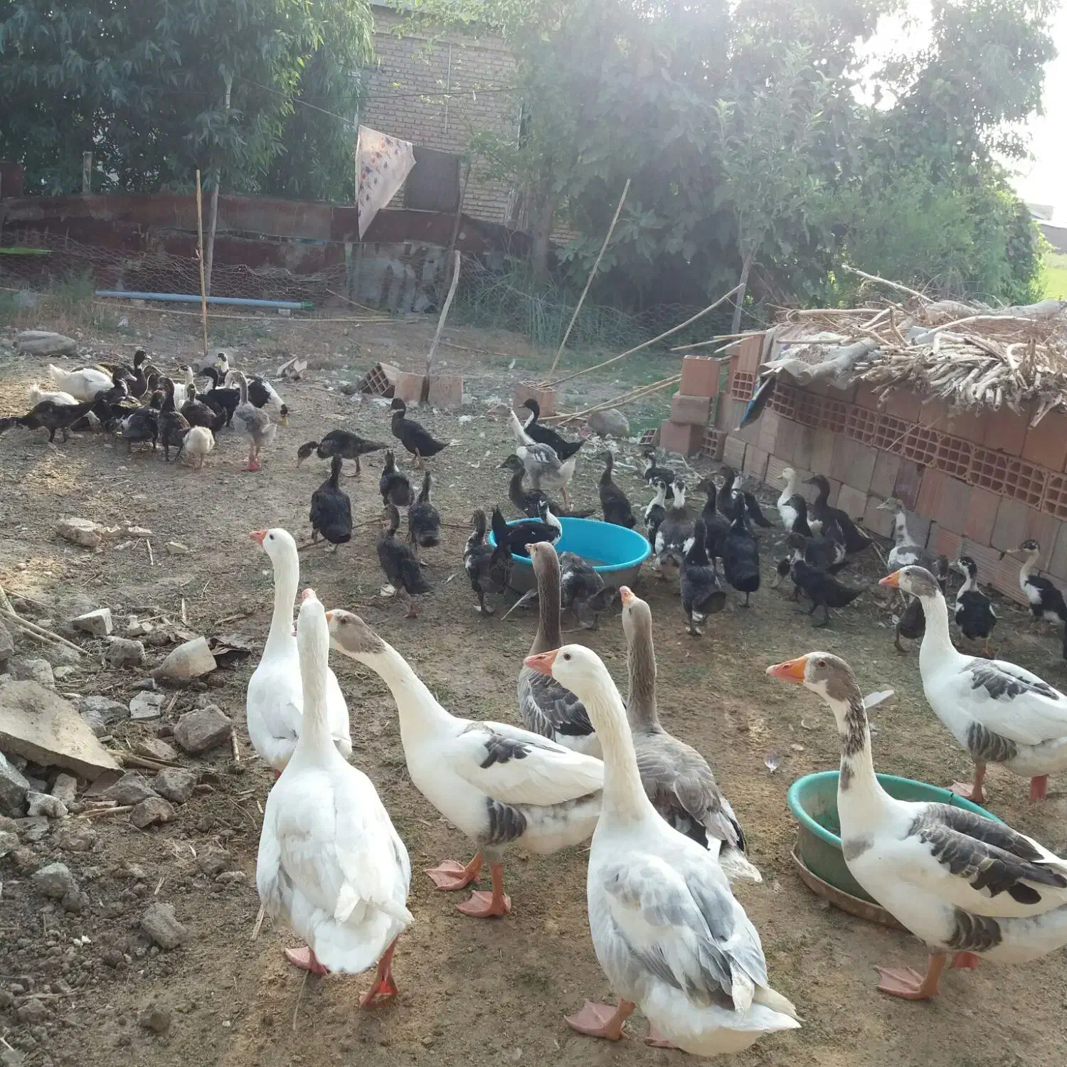 غازمحلی وارگانیک تبریز|حیوانات مزرعه|قم, سید معصوم|دیوار