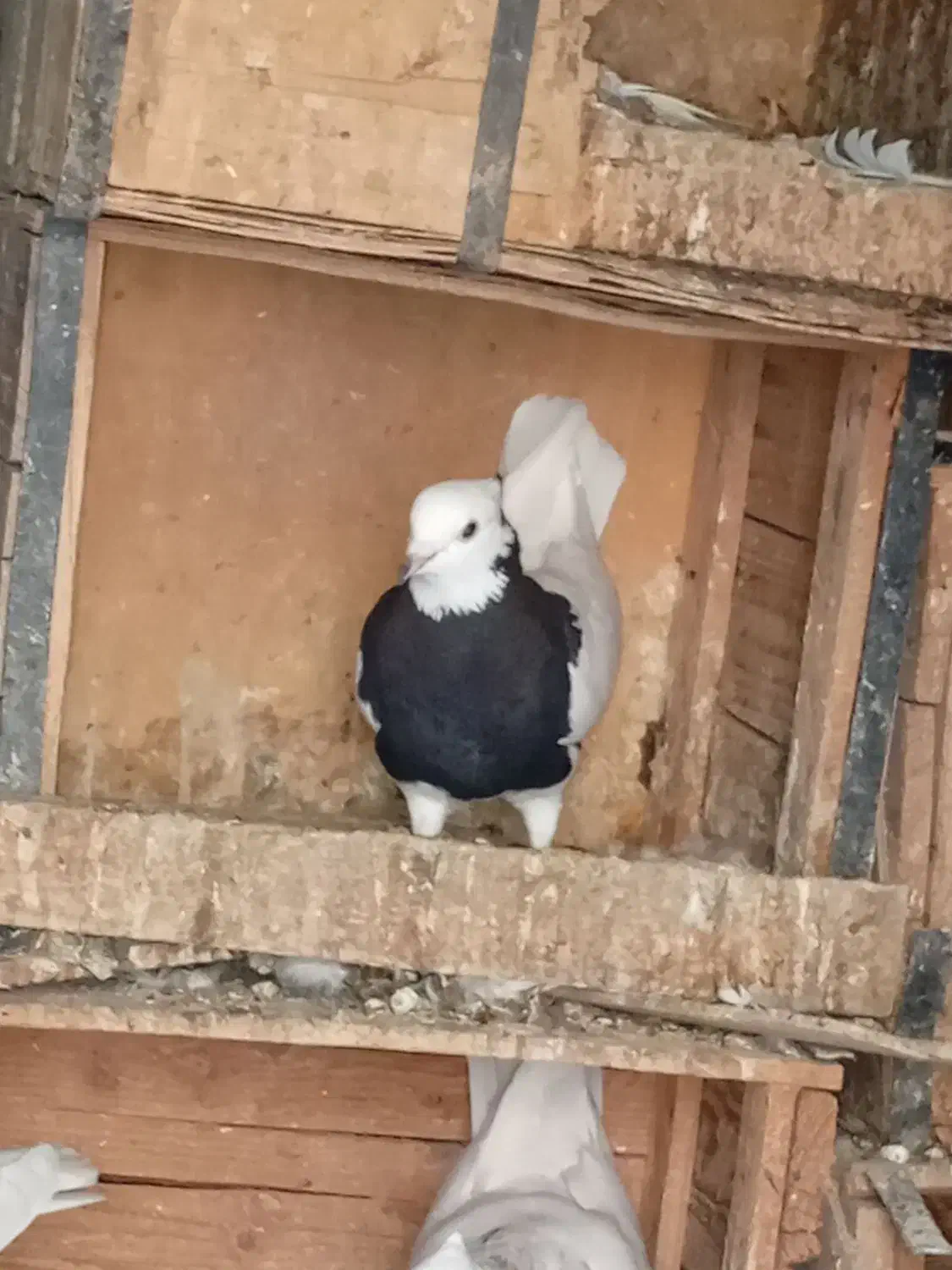 پرنده|پرنده|بهبهان, |دیوار