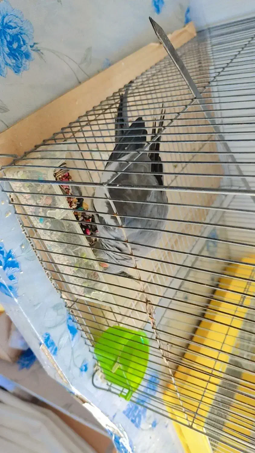 عروس هلندی|پرنده|جوانرود, |دیوار