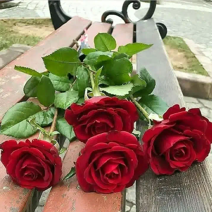 برنج|خوردنی و آشامیدنی|مرودشت, ابوذر شمالی‎|دیوار