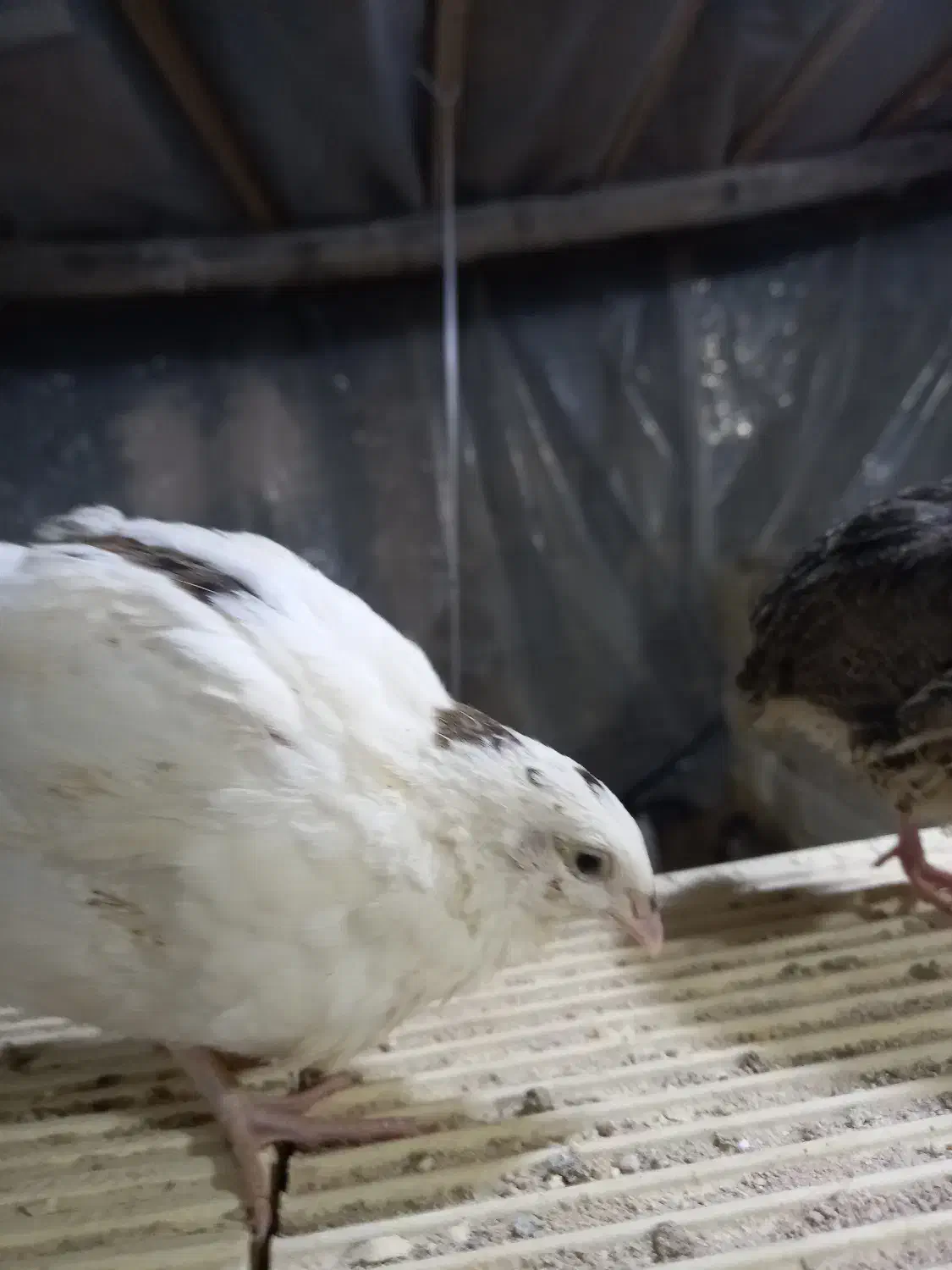 بلدرچین|حیوانات مزرعه|خمینیشهر, |دیوار