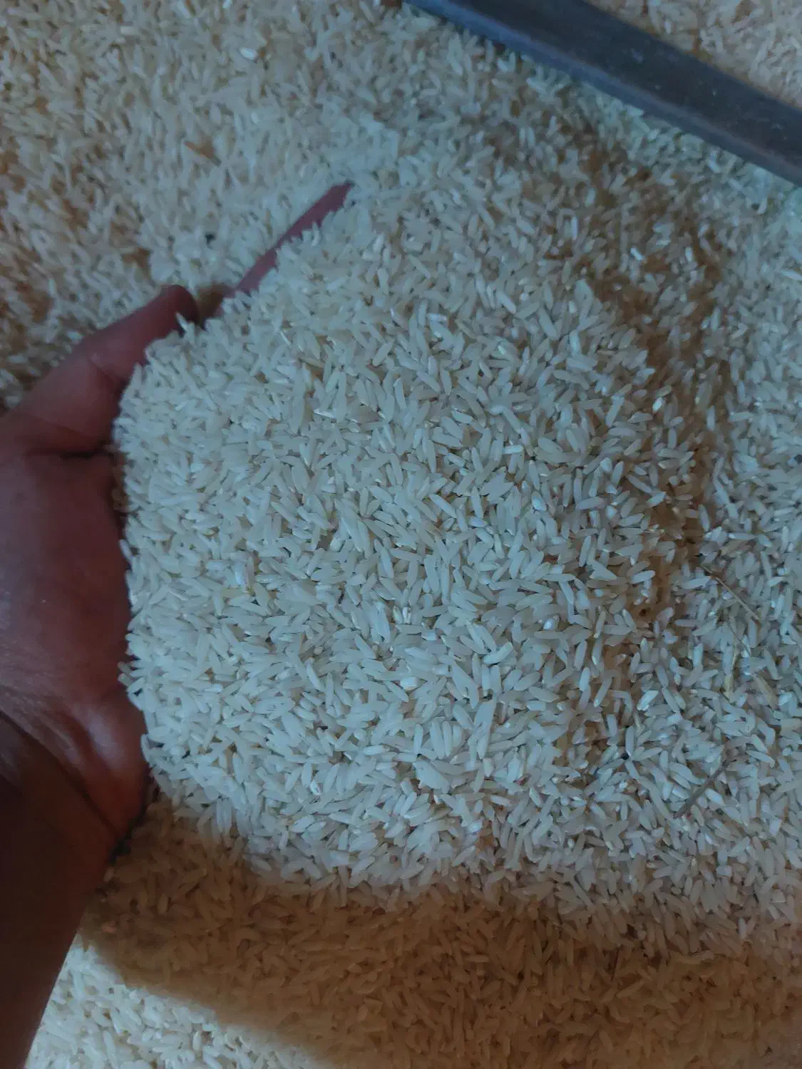 برنج هاشمی امسال|خوردنی و آشامیدنی|کوچصفهان, |دیوار