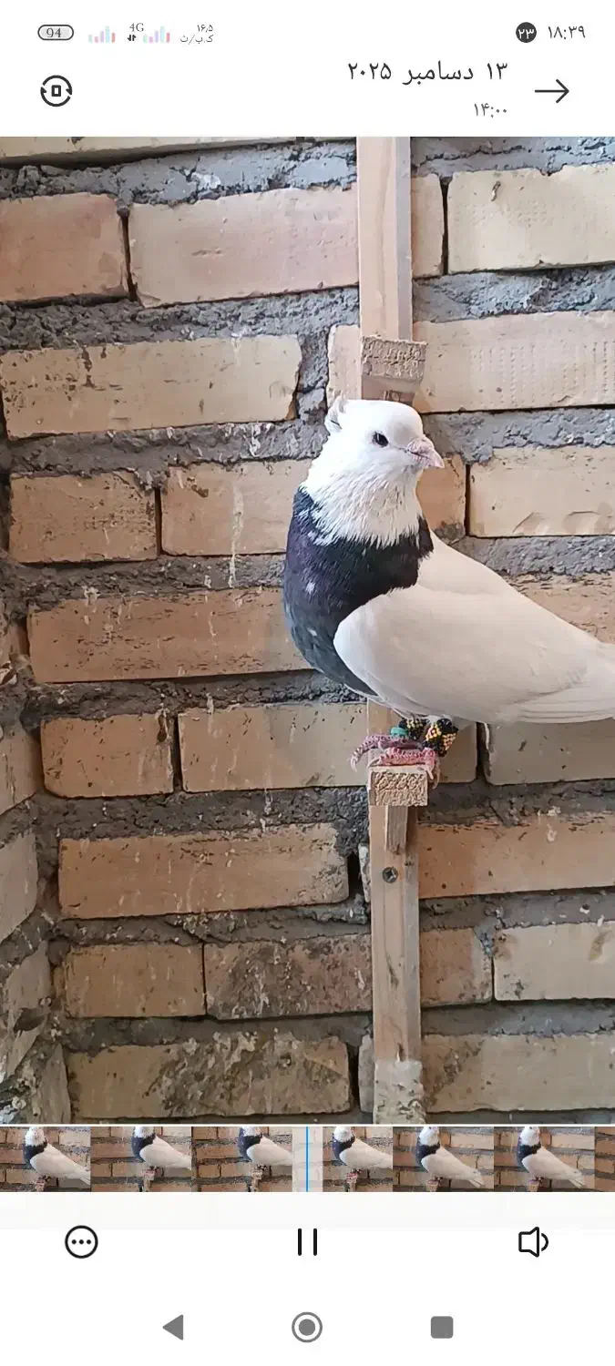 طوقی هفترنگ فروشی|پرنده|قلندر آباد, |دیوار