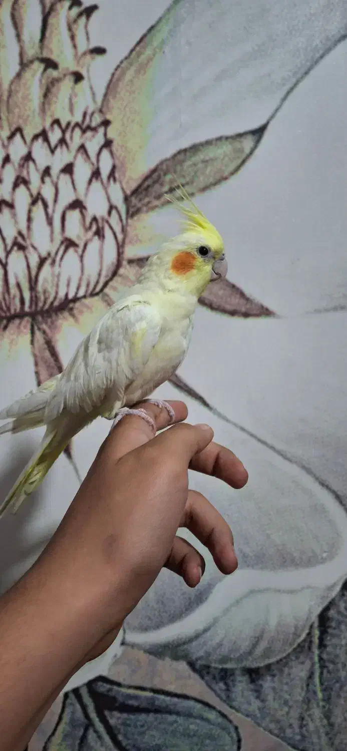 جفت عروس هلندی|پرنده|شیراز, فرگاز|دیوار