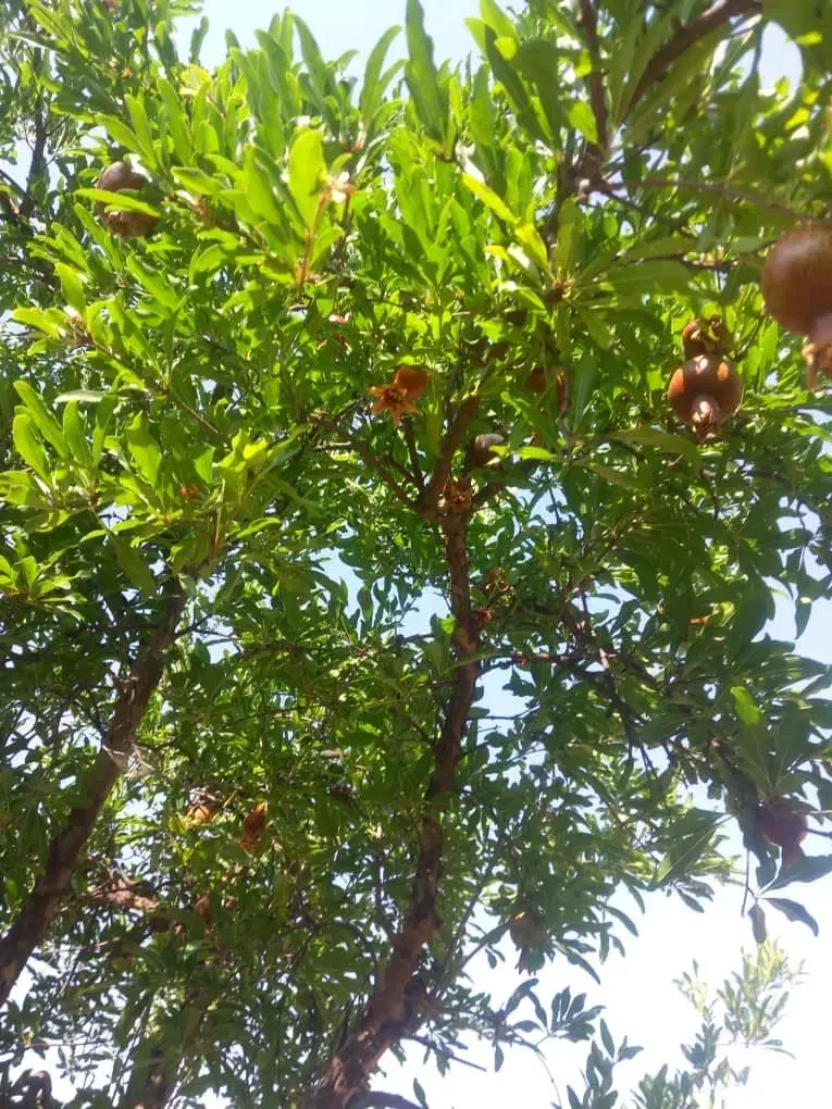 فروش باغ انار|فروش زمین و ملک کلنگی|کوهنانی, |دیوار