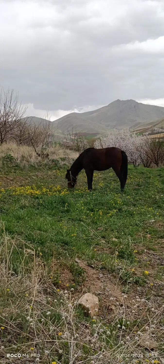 کره مادیان|اسب و تجهیزات اسبسواری|سقز, |دیوار
