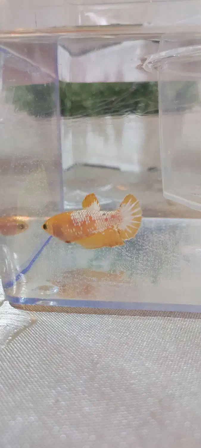 فایتر پلاکت ماده|ماهی|تهران, افسریه شمالی|دیوار