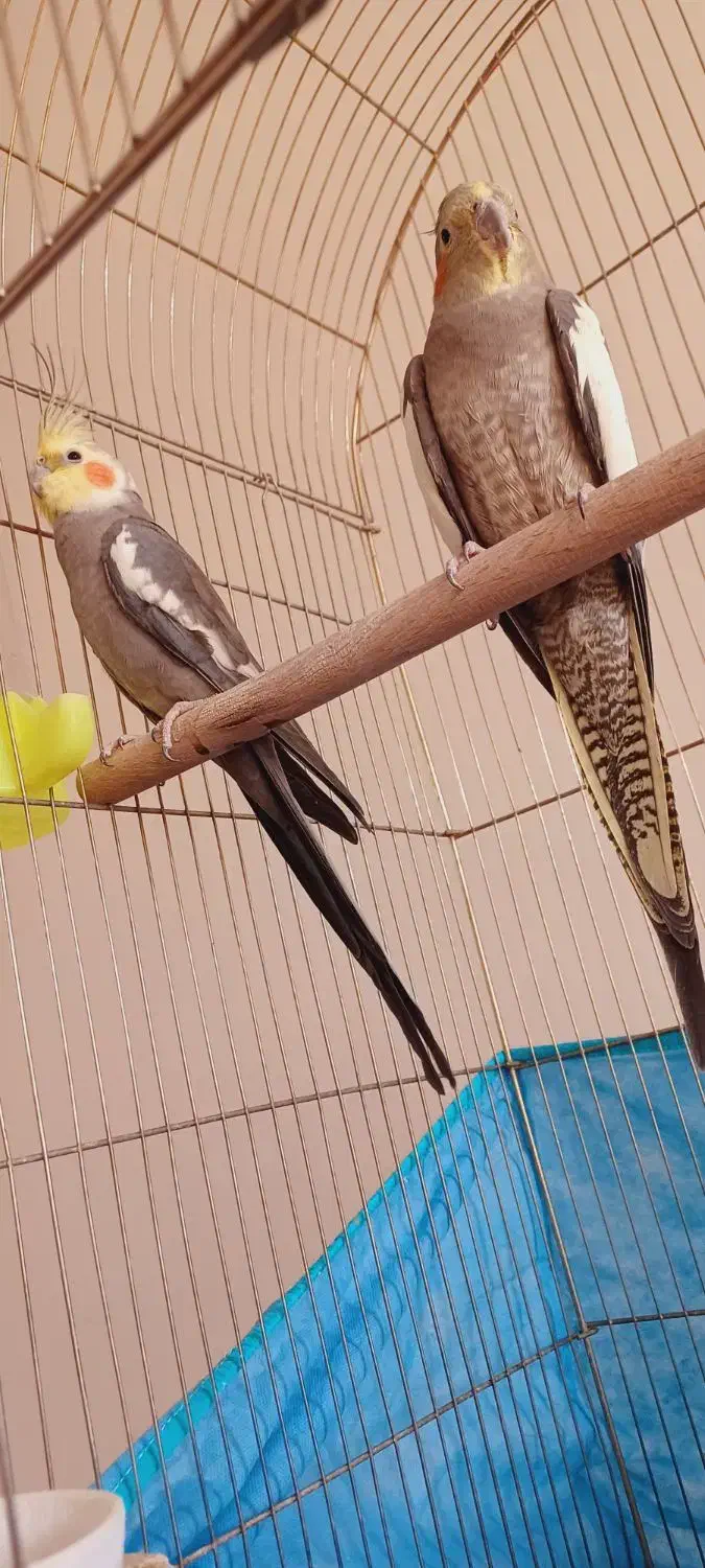 جفت عروس هلندی مولد دستی سخنگو سالم|پرنده|پیر بکران, |دیوار