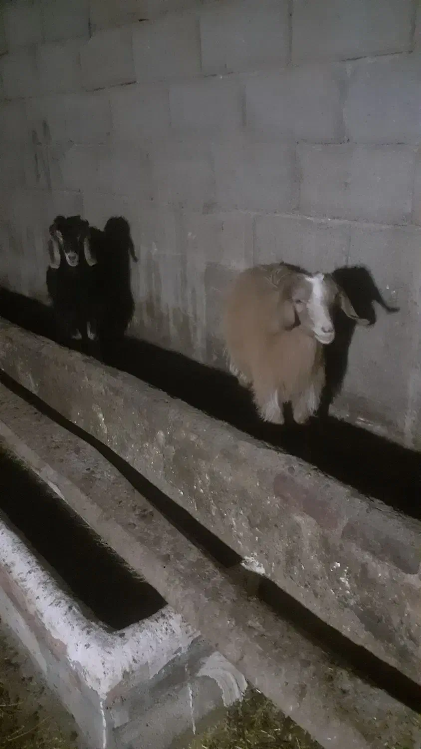 دو عدد بز ماده سرحال بدون هیچ عیبی|حیوانات مزرعه|میاندوآب, |دیوار