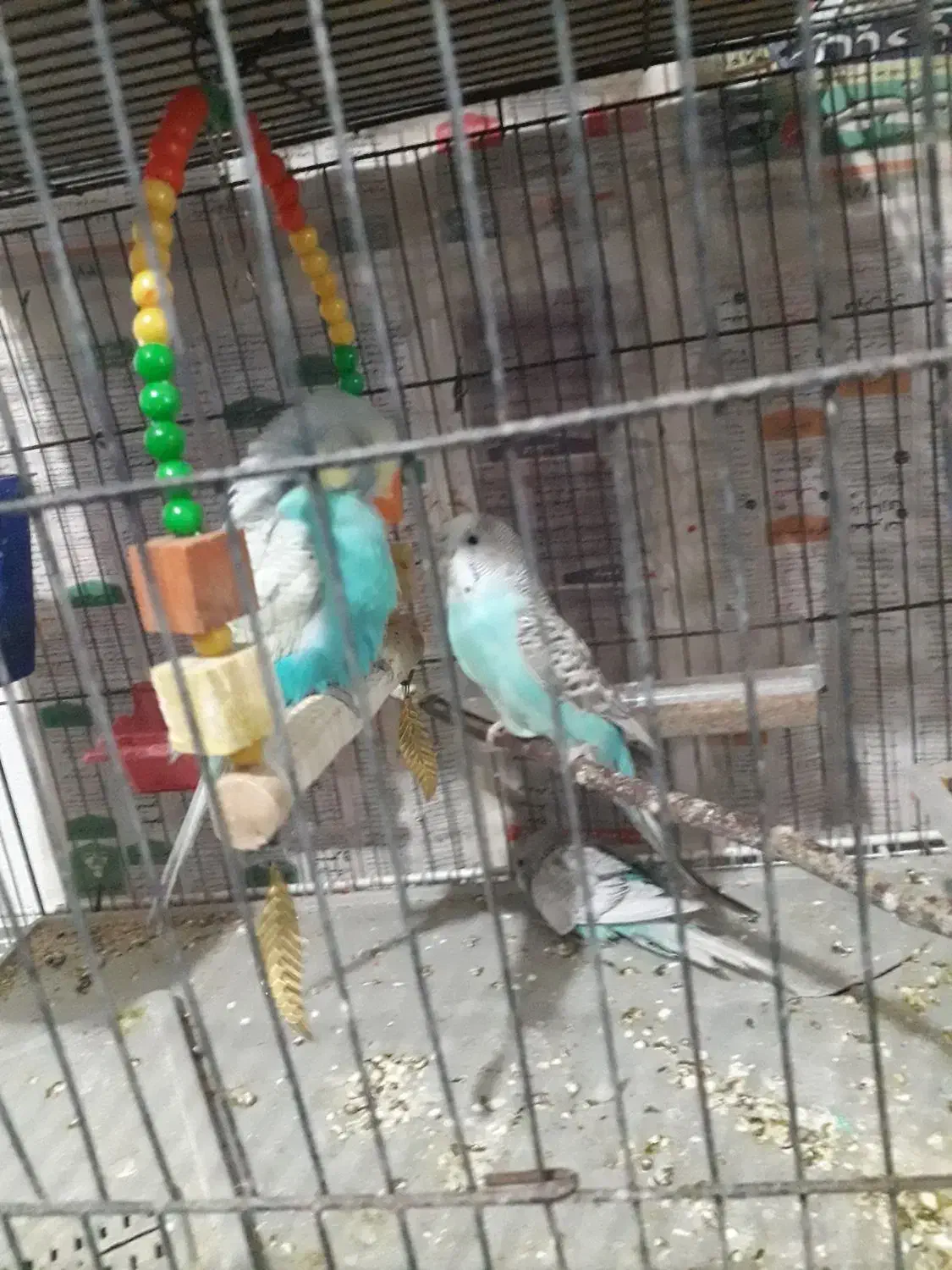 مرغ عشق|پرنده|گلبهار, شهر جدید گلبهار|دیوار