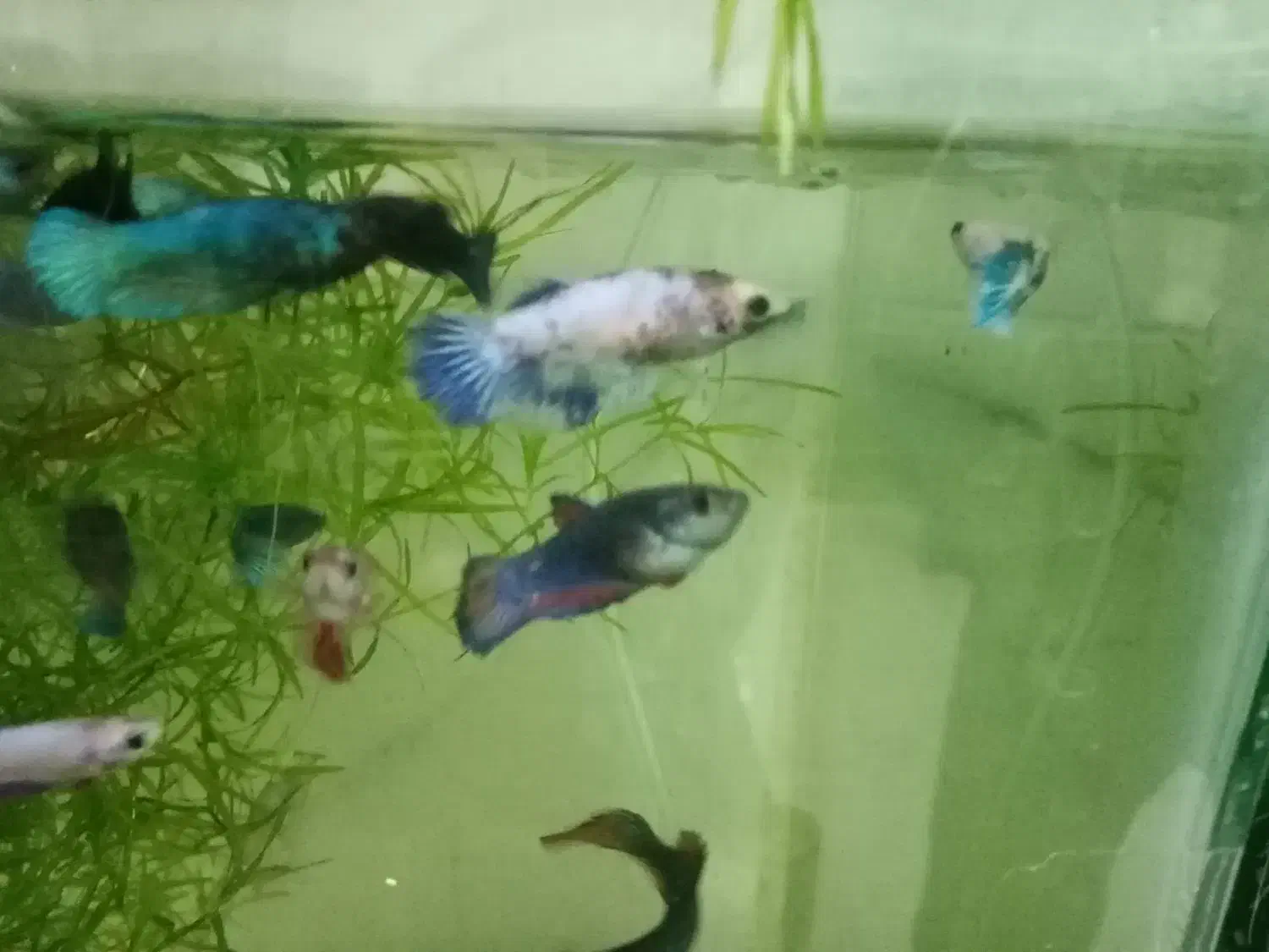 ماهی گوپی انجل اسکار|ماهی|تویسرکان, |دیوار