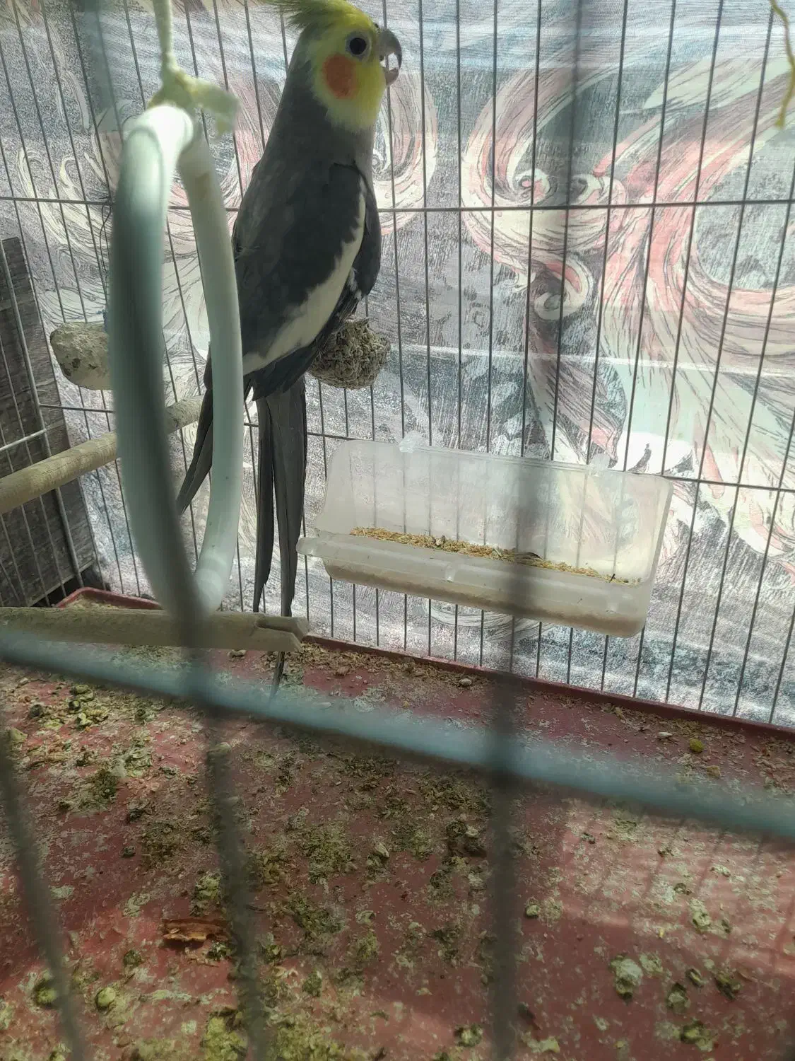 عروس هلندی نر|پرنده|رابر, |دیوار