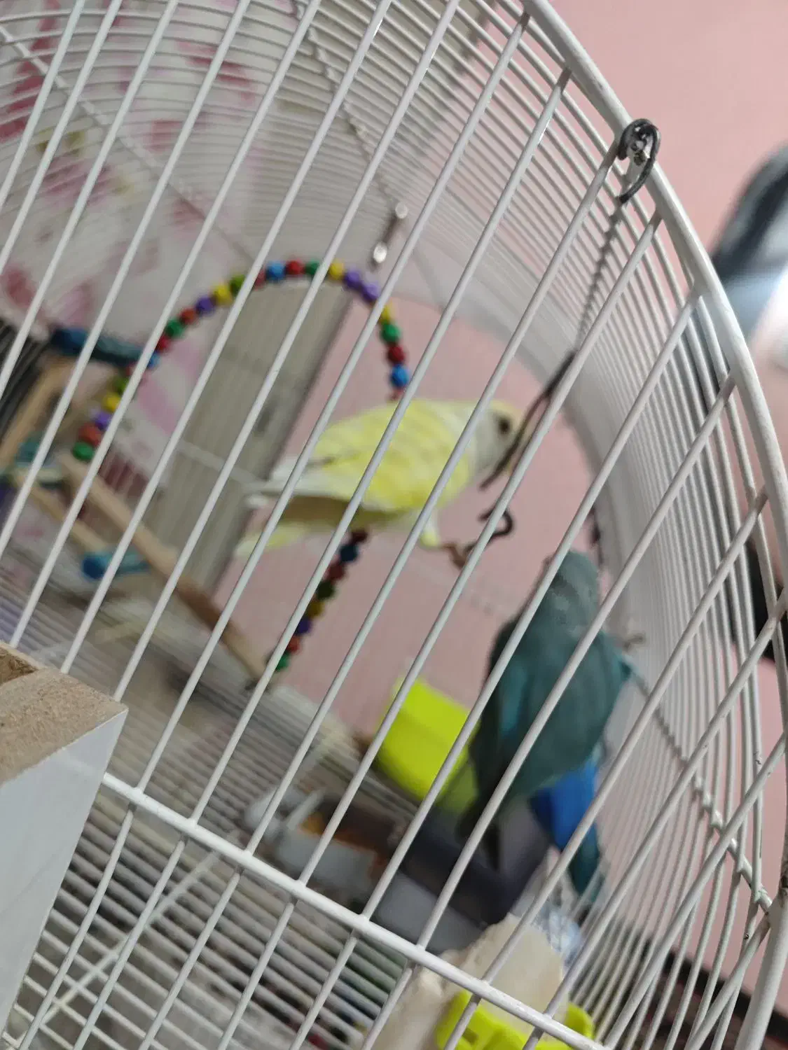 فروش دو عدد کوتوله برزیلی سالم|پرنده|مشهد, کوی المهدی|دیوار