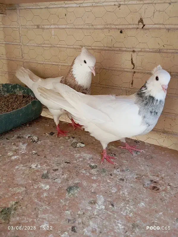 کبوتر درجه یک بازی دار|پرنده|شاهین‌شهر, حافظ شمالی|دیوار