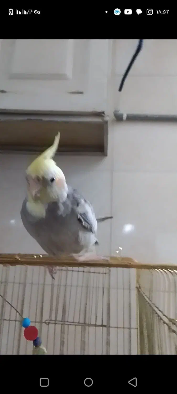 عروس هلندی دارچینی گمشده|حیوانات|رباطکریم, رباطکریم|دیوار