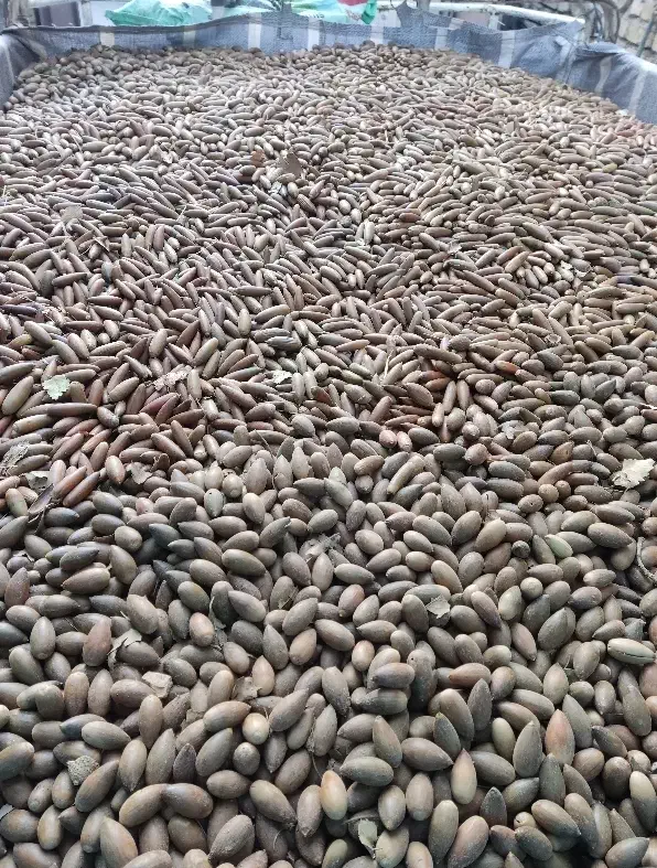 بلوط|لوازم جانبی حیوانات|شیراز, کوشک میدان|دیوار