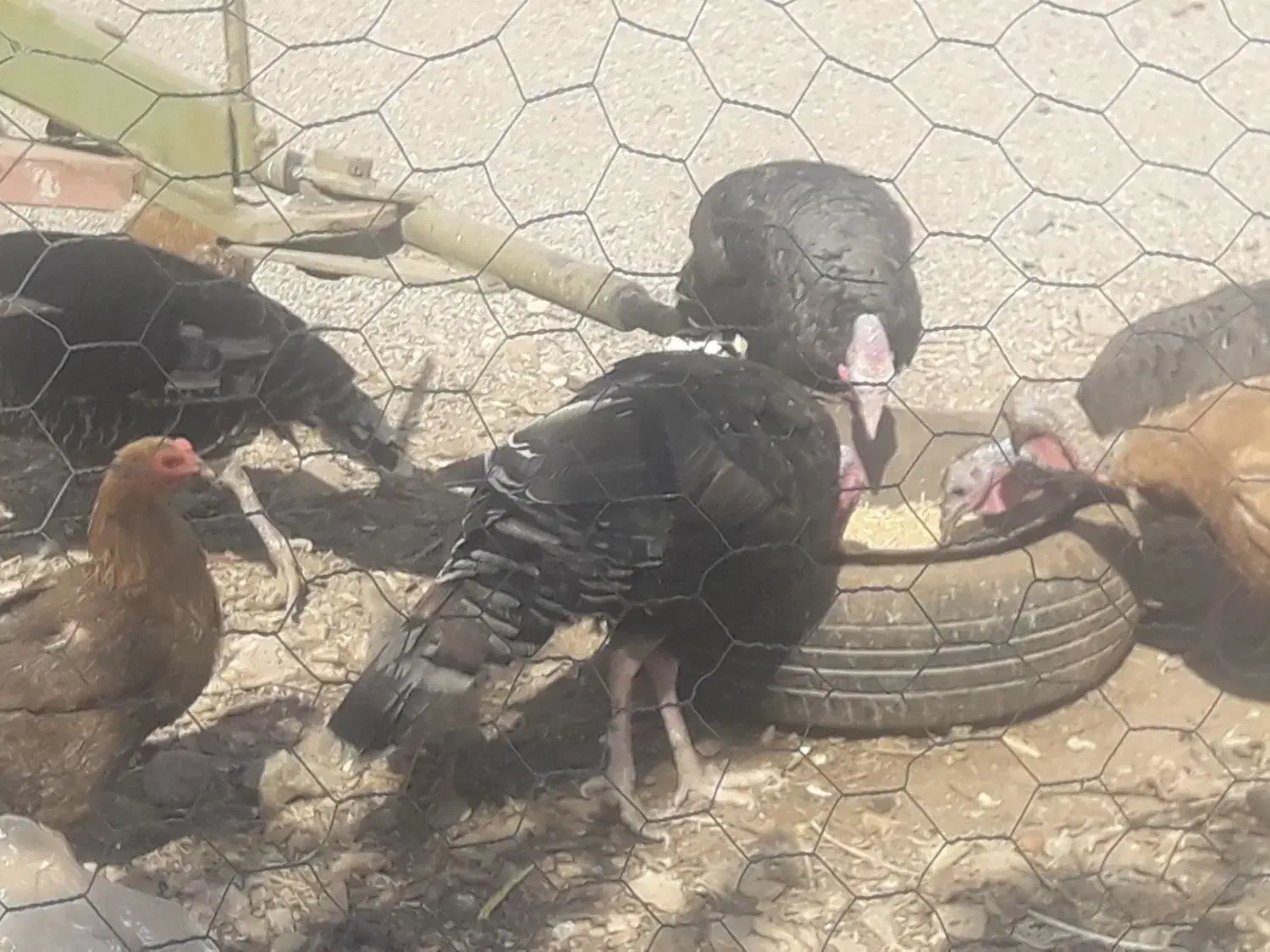 دوعدد بوقلمون نر برنزه پنج عدد بوقلمون ماده|حیوانات مزرعه|قیدار, |دیوار