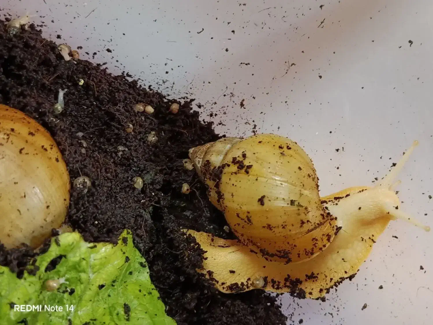 حلزون|حیوانات مزرعه|اصفهان, رزمندگان|دیوار