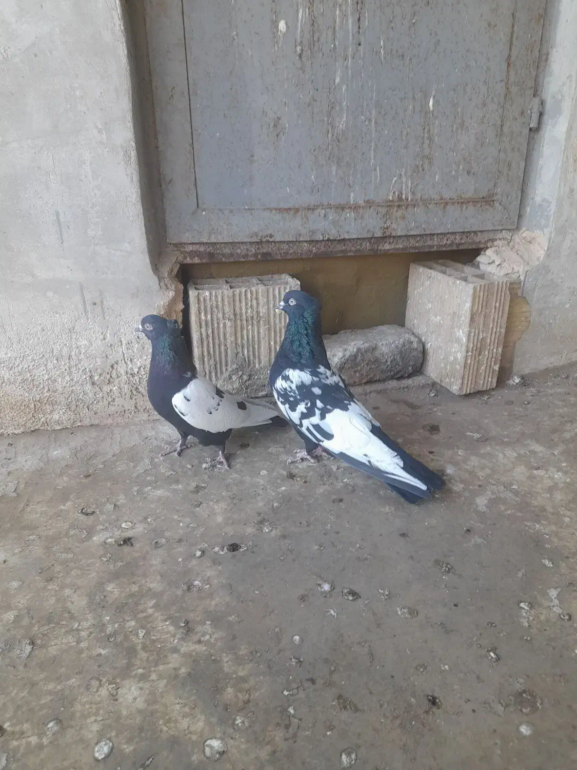 طوقی جفتی و|پرنده|اقبالیه, |دیوار