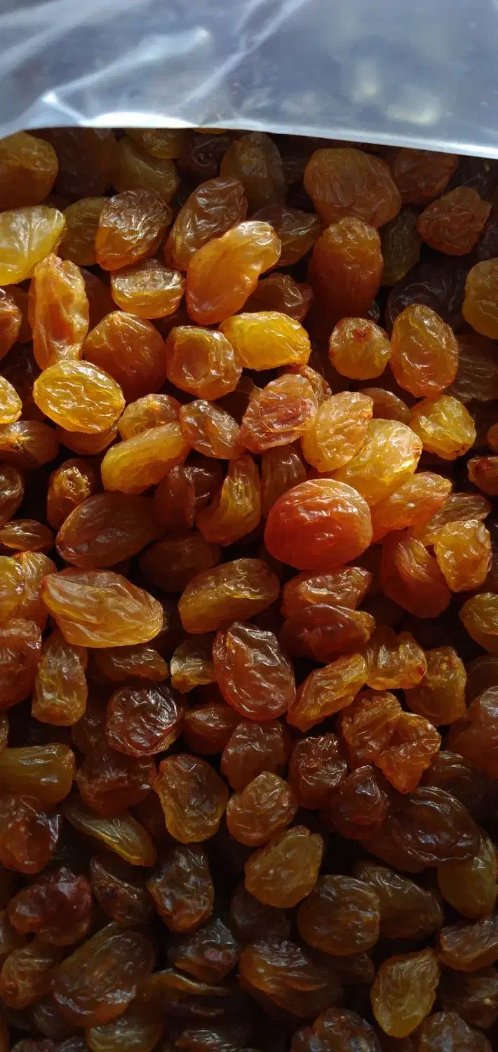 پخش کشمش به قیمت کارخانه|خوردنی و آشامیدنی|سنگر, |دیوار