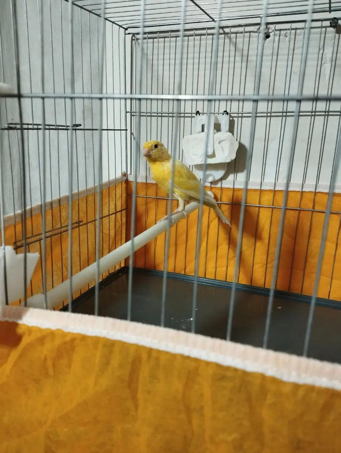 قناری نر|پرنده|کنگاور, |دیوار