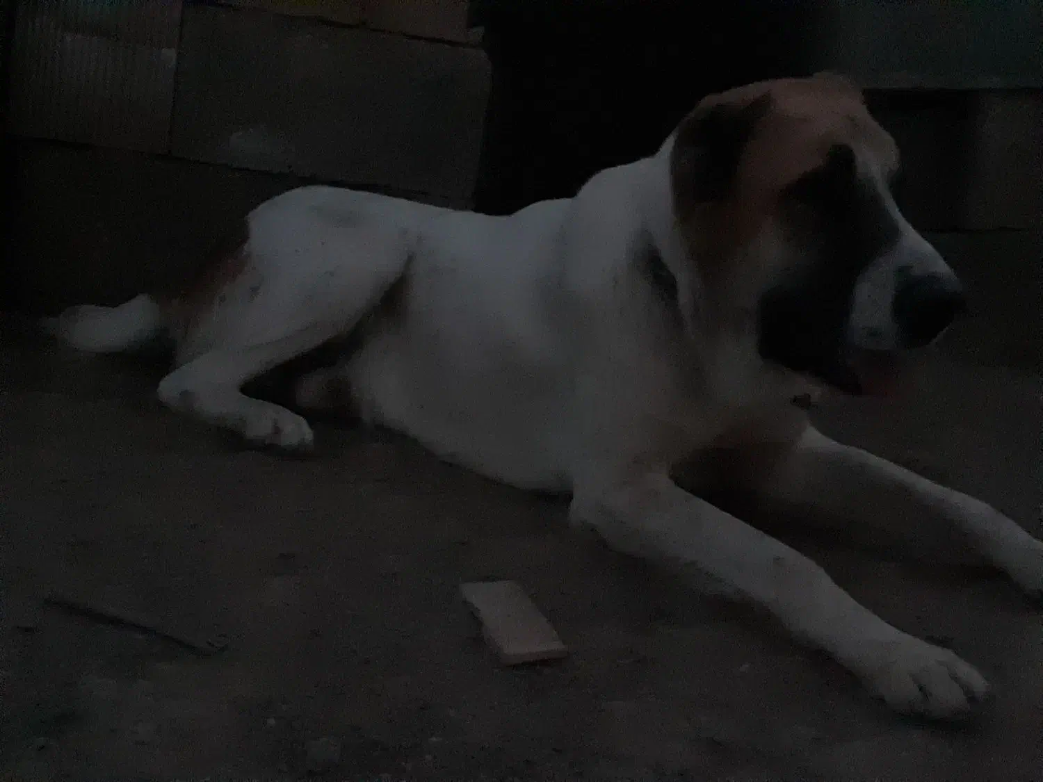 سک تر‌کمن|سگ|انبارآلوم, |دیوار