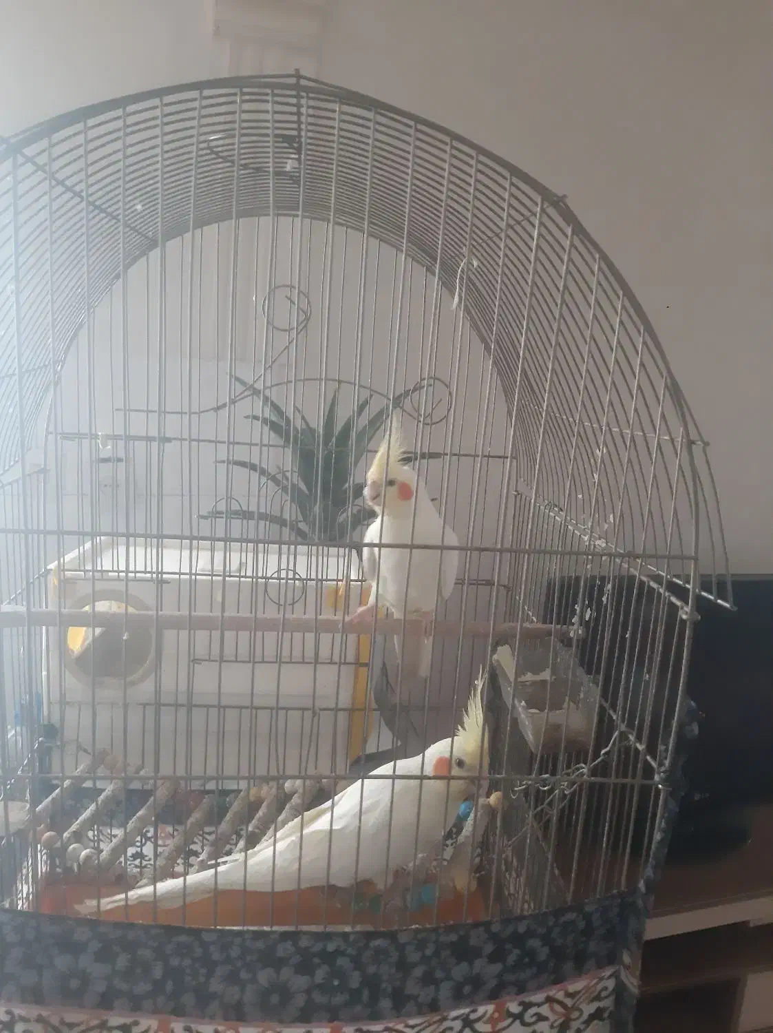 یک جفت عروس هلندی لوتینو مولد کار داده بادوتاجوجه|پرنده|همدان, |دیوار