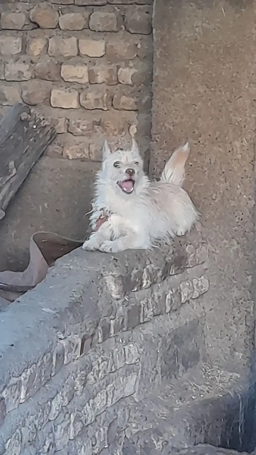 کته سگ پاکوتاه|سگ|مینودشت, |دیوار