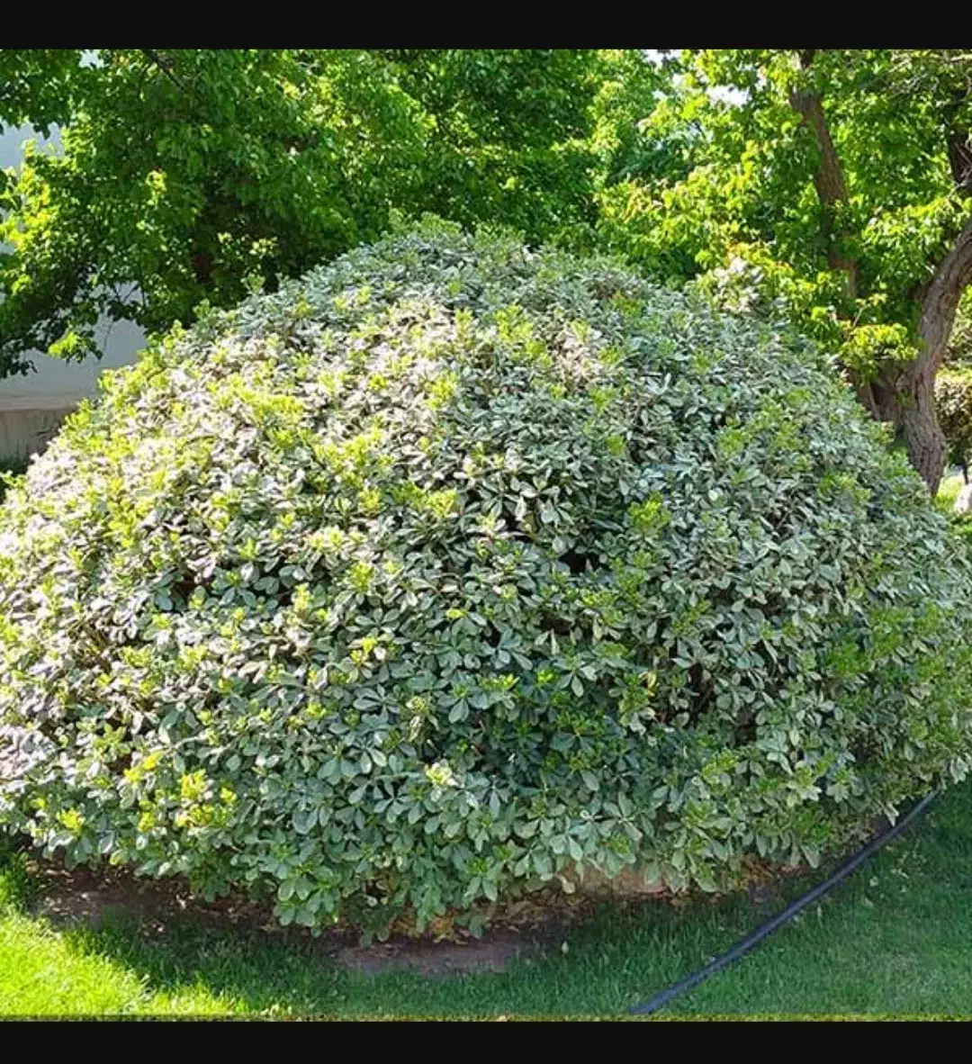 امورباغبانی و گل وگیاه|خدمات باغبانی و درختکاری|شیراز, پودنک|دیوار