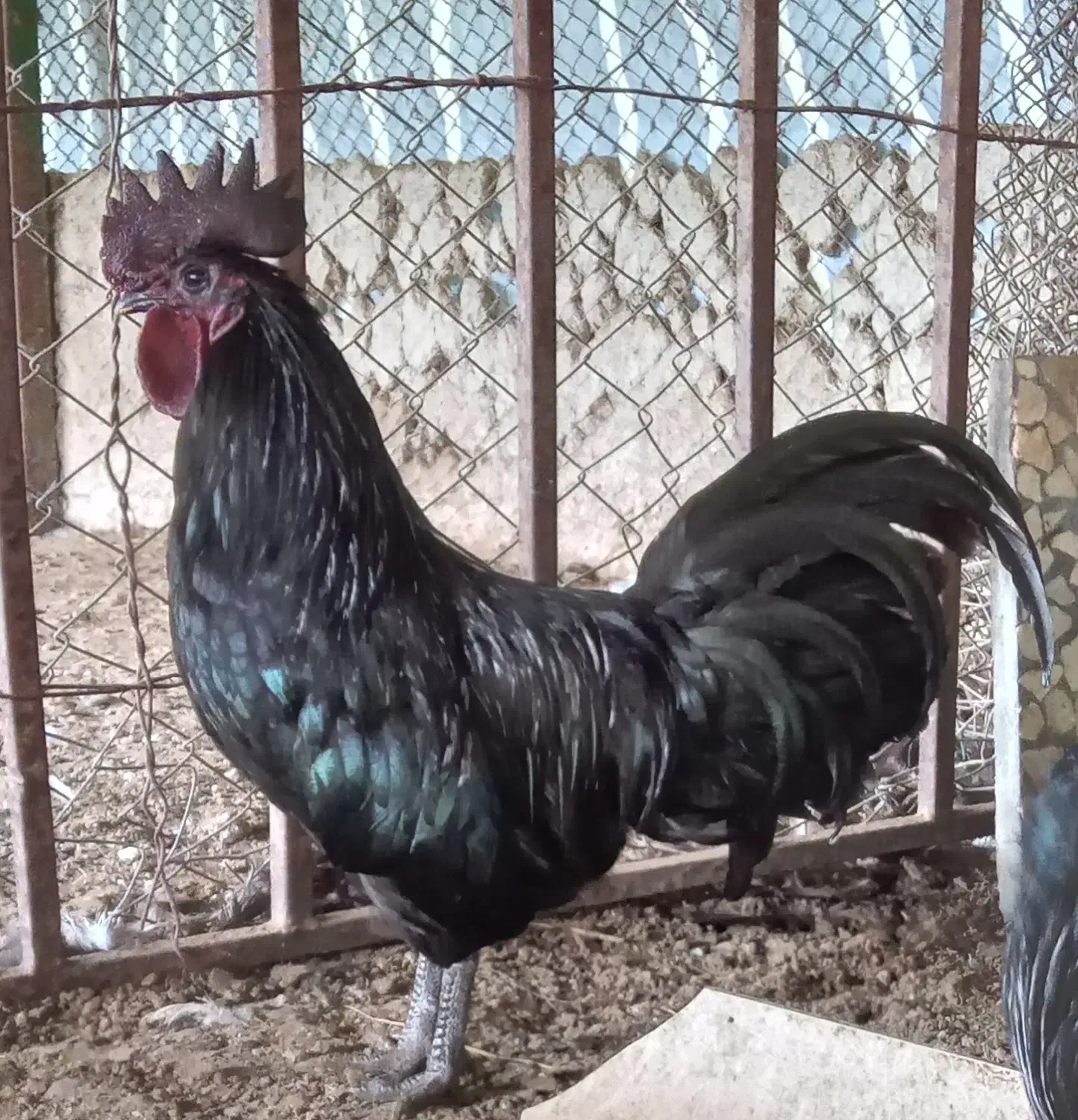 خروس سیاه نایاب،زیبایی وقدرت دریک قاب|حیوانات مزرعه|شاندرمن, |دیوار