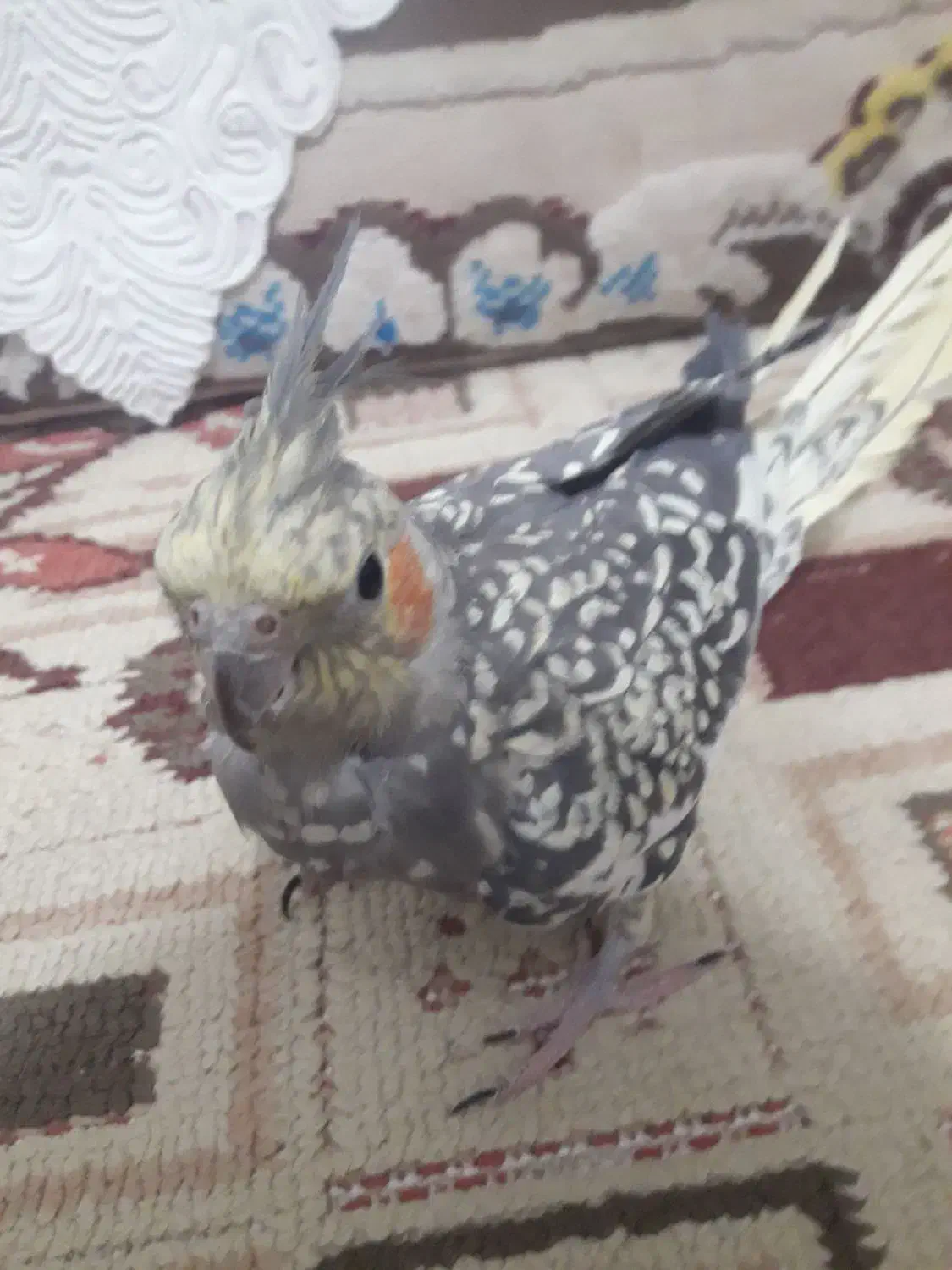 دو عدد عروس هلندی|پرنده|آمل, |دیوار