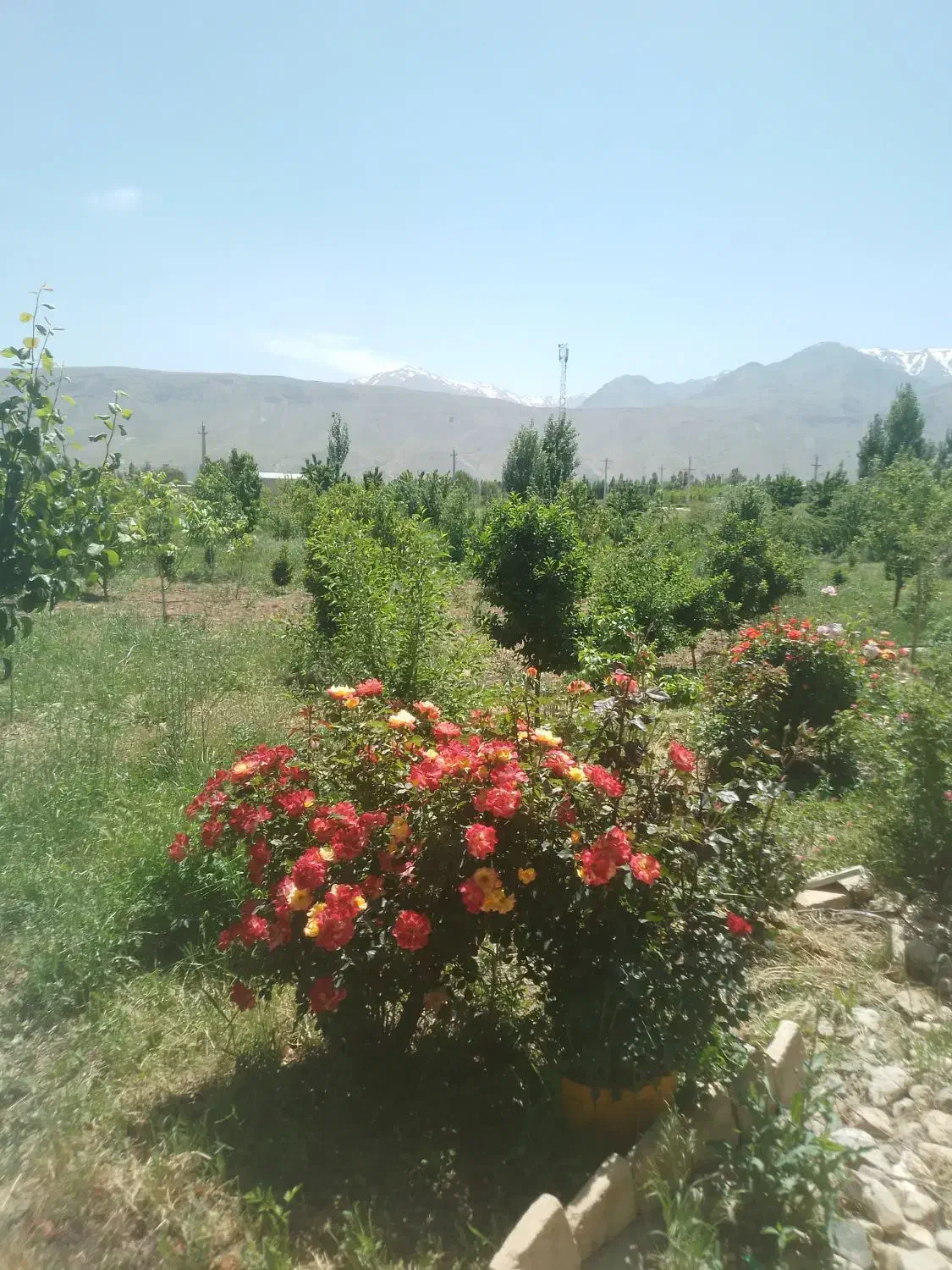 باغ ویلا|اجارهٔ کوتاهمدت ویلا و باغ|بروجرد, |دیوار