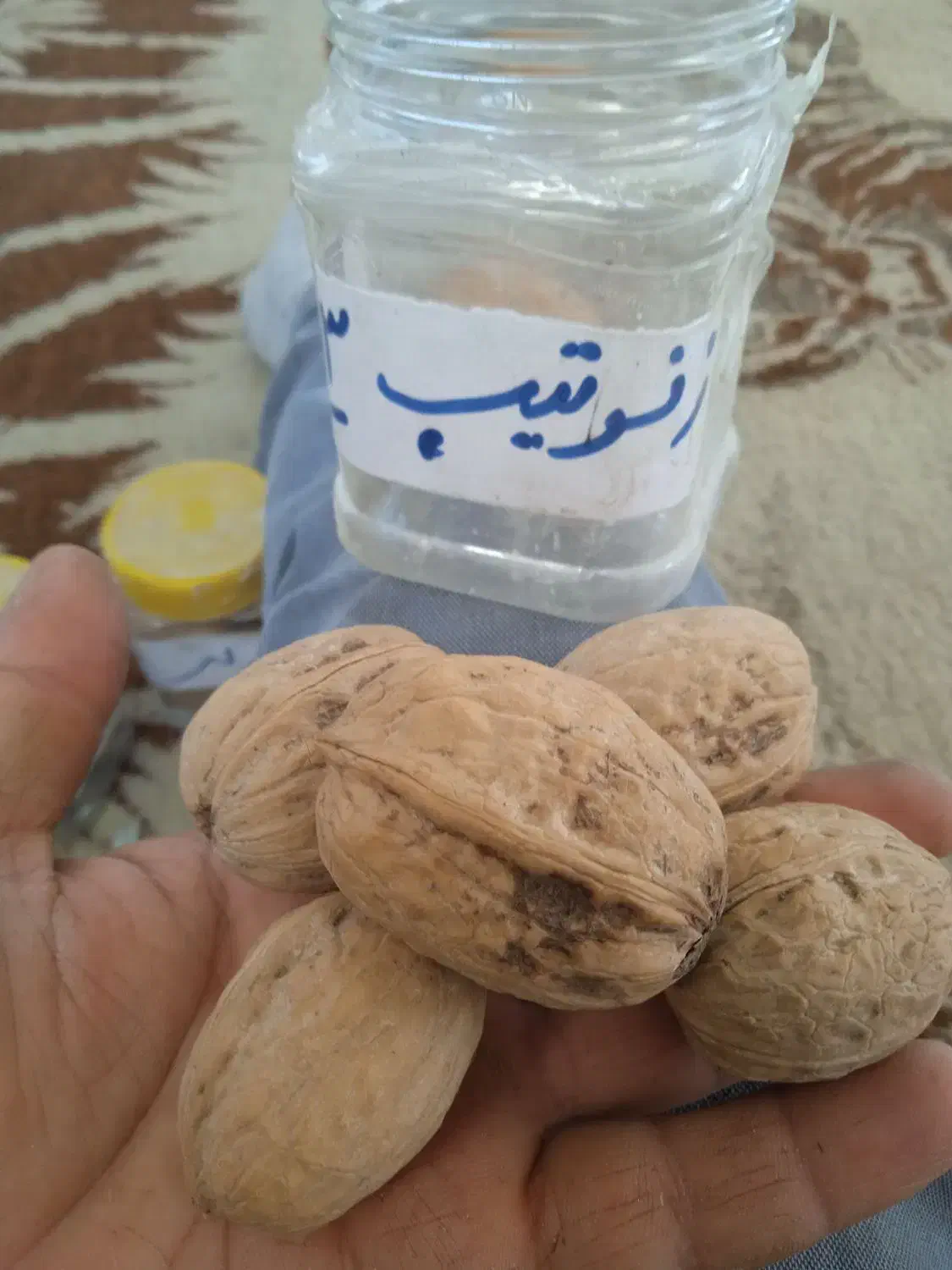 گردو اصلاح شده پیوندی|خدمات باغبانی و درختکاری|میاندوآب, |دیوار