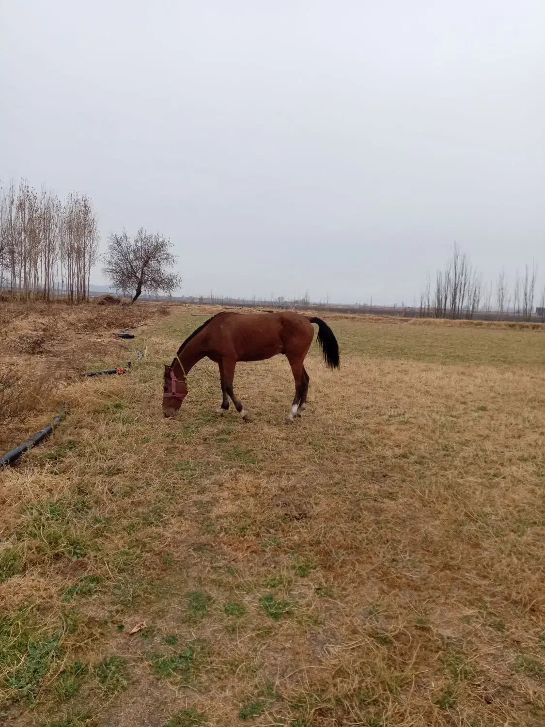فروش یک رآس نریان کرد شش دانگ|اسب و تجهیزات اسبسواری|میاندوآب, |دیوار