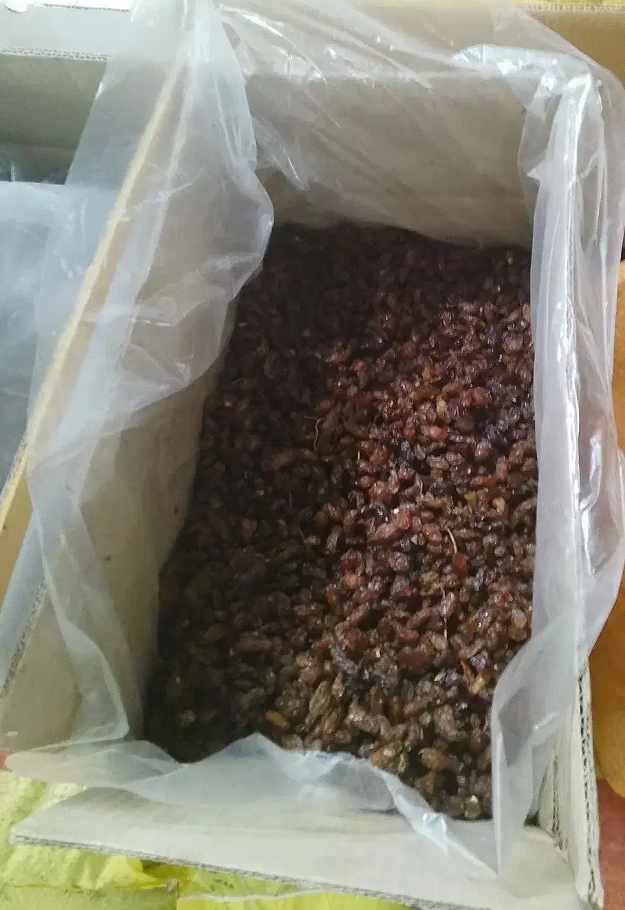 کشمش درجه یک آفتابی|خوردنی و آشامیدنی|فردیس, فردیس|دیوار